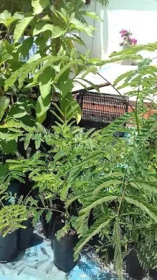 Foto 38: Casa Térrea nova com 3 suítes à venda no Condomínio Phytus, Itupeva, SP